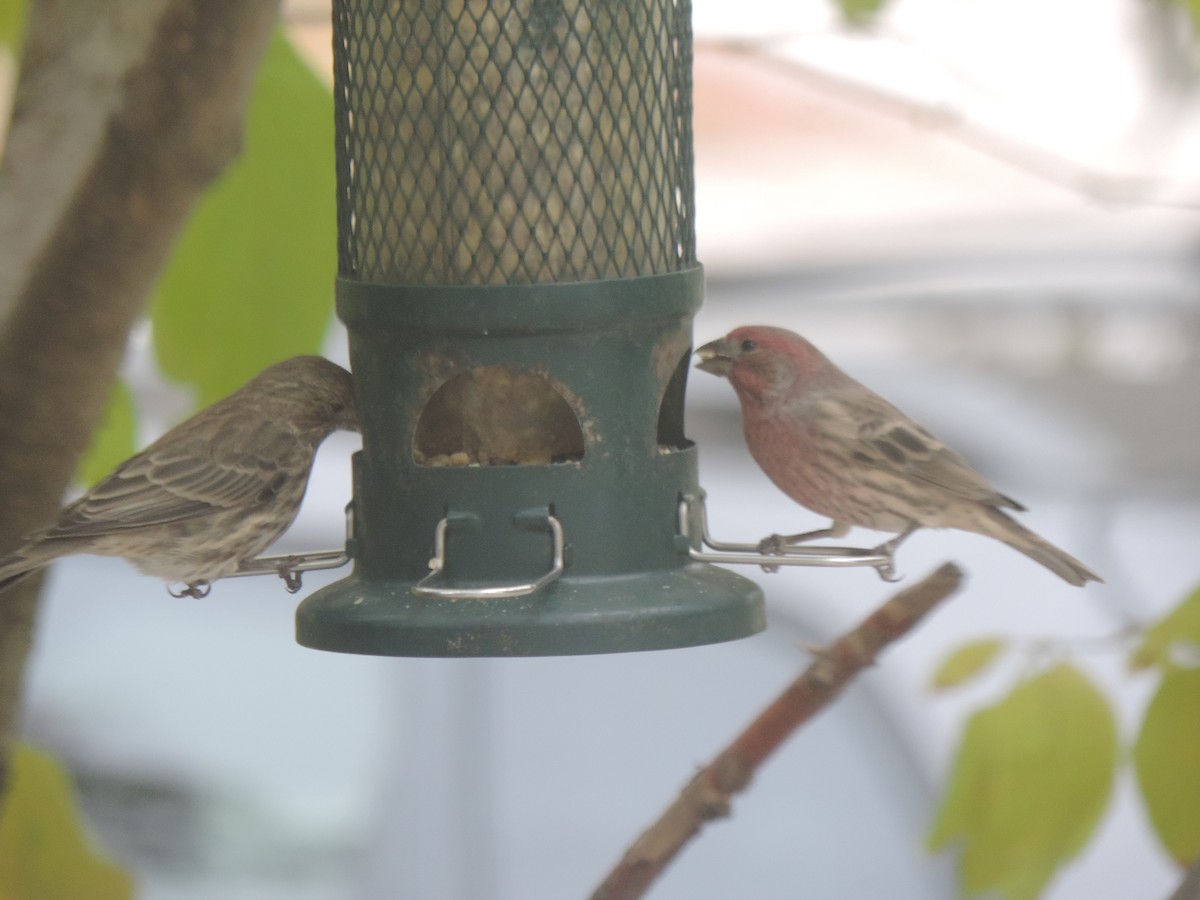 House Finch - ML643514678
