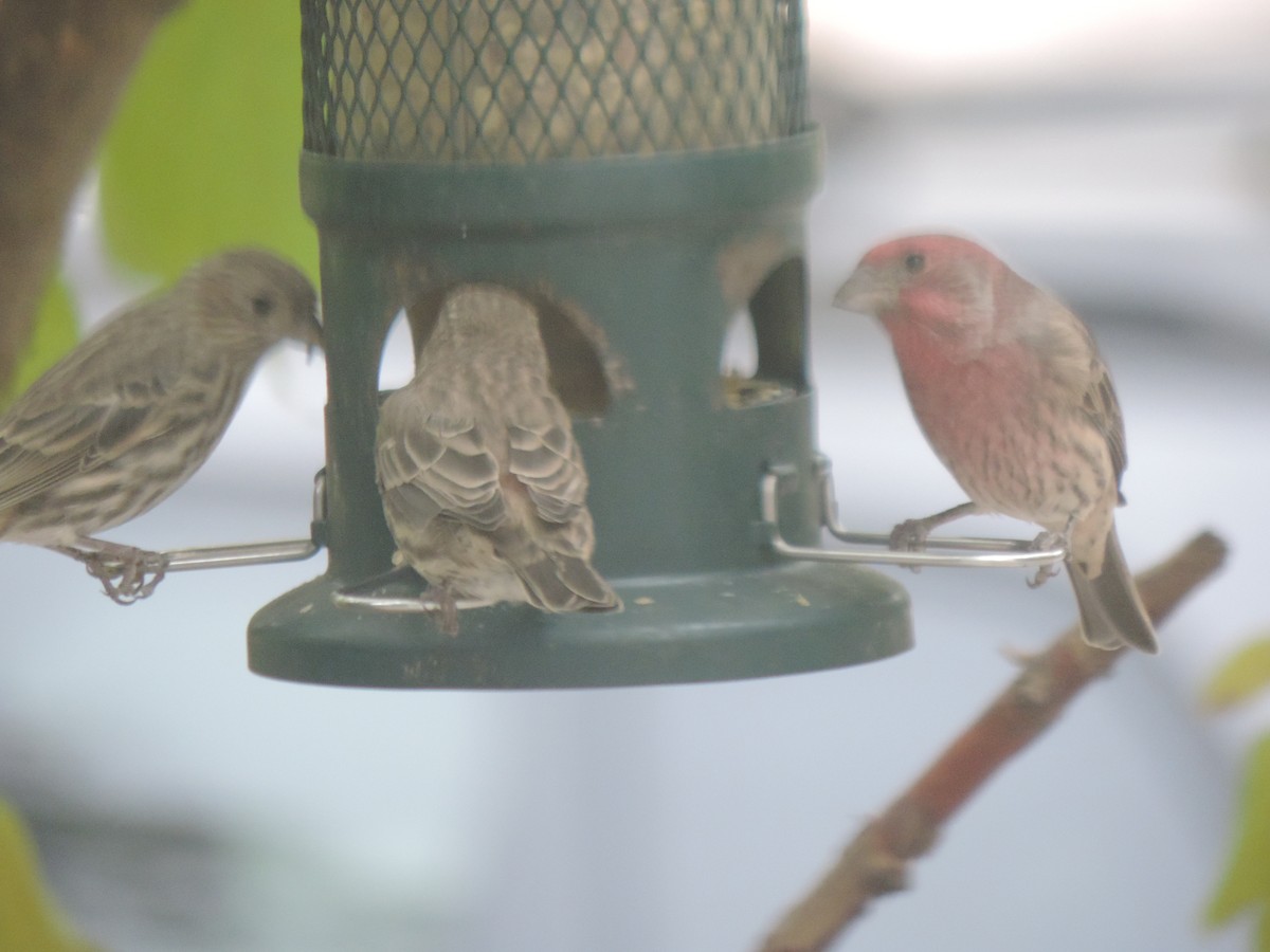 House Finch - ML643514679