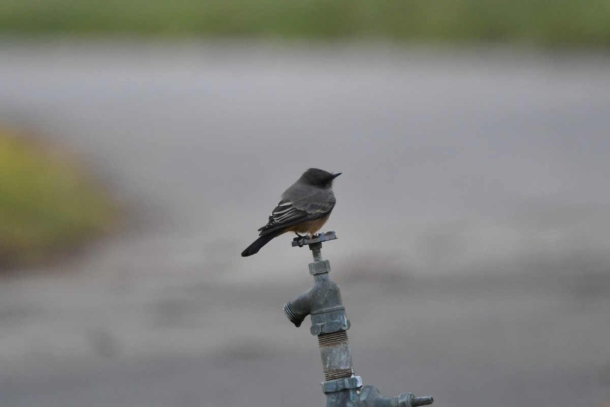 Say's Phoebe - ML643514686