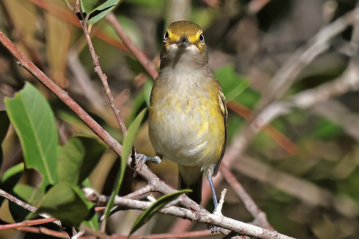 Vireo Ojiblanco - ML643514692