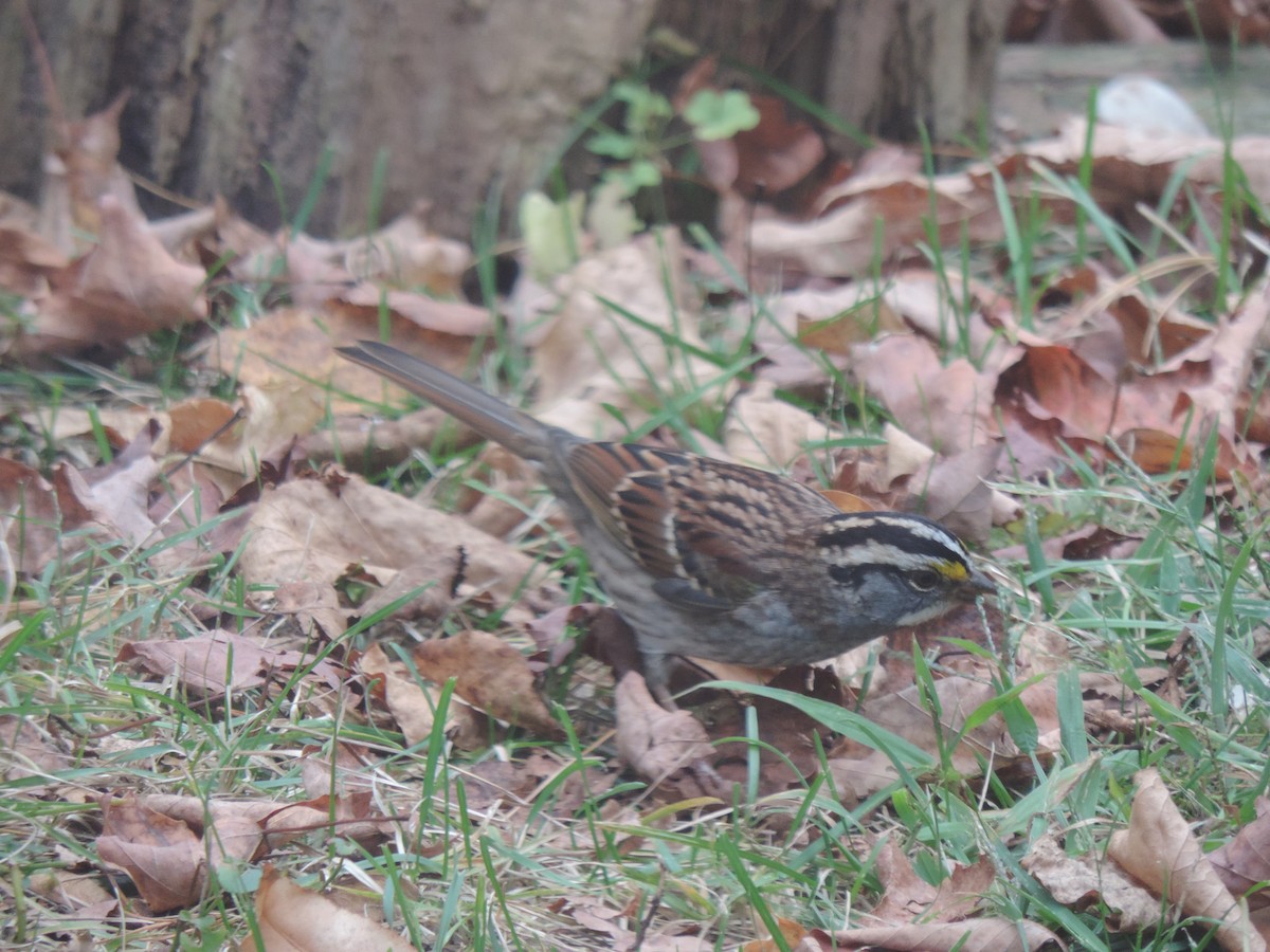 White-throated Sparrow - ML643514706