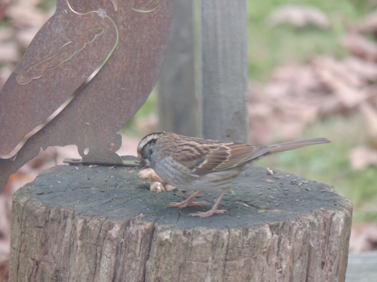 White-throated Sparrow - ML643514707
