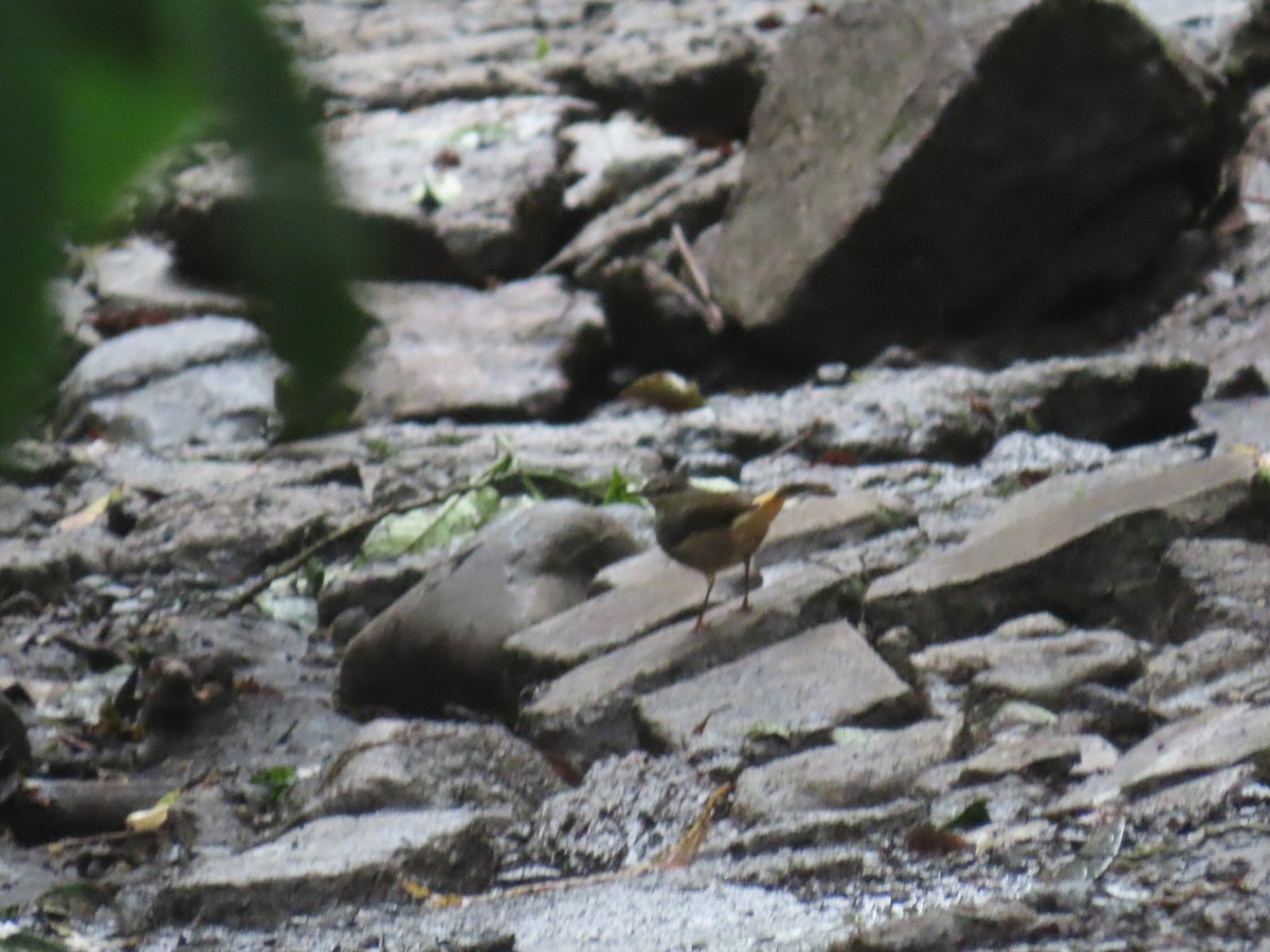 Buff-rumped Warbler - ML643514711