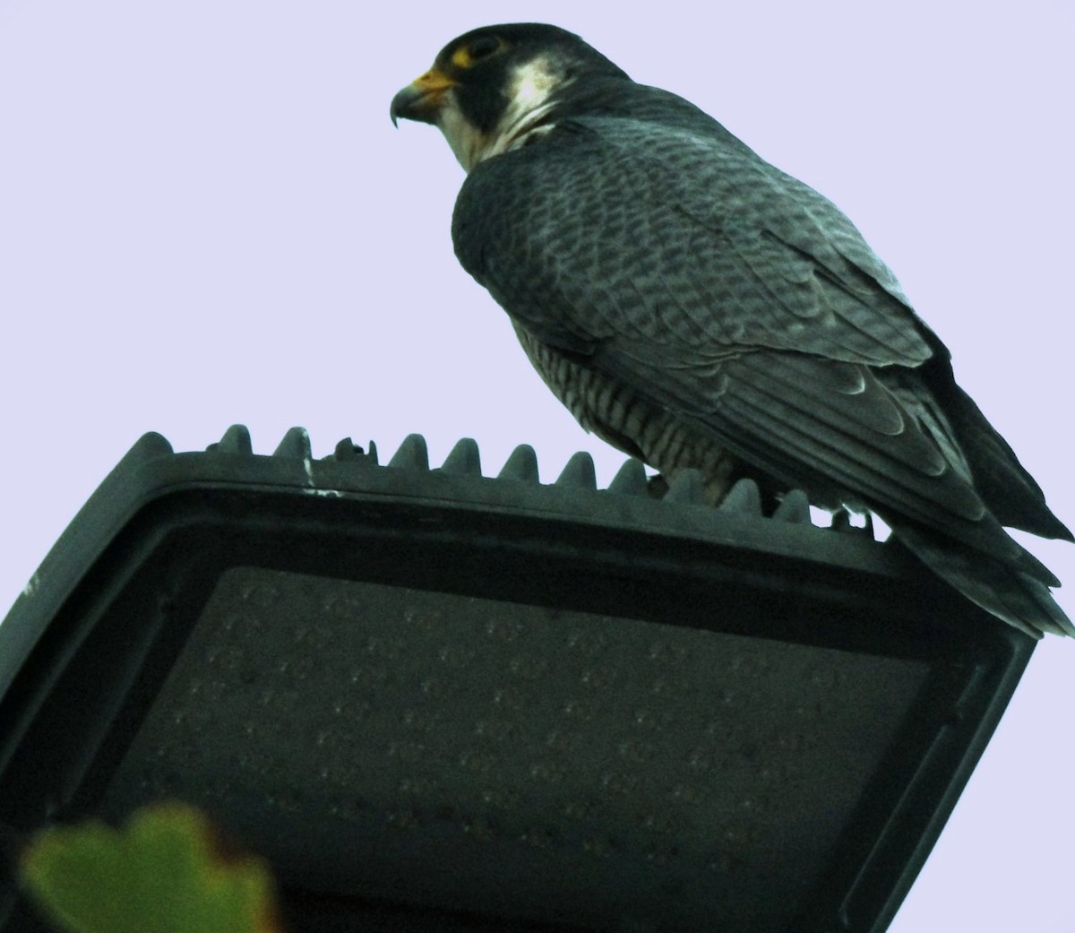 Peregrine Falcon - ML643514712