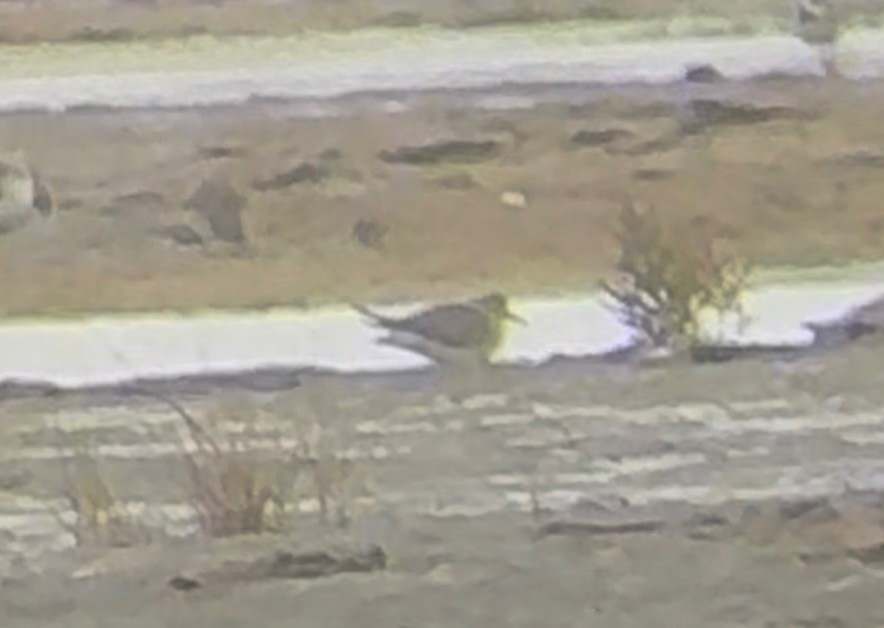 kleiner Strandläufer, unbestimmt - ML643514715