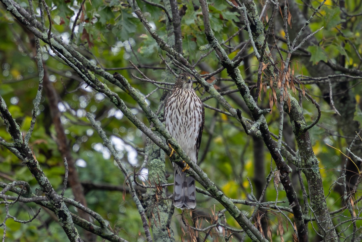 Cooper's Hawk - ML643514724