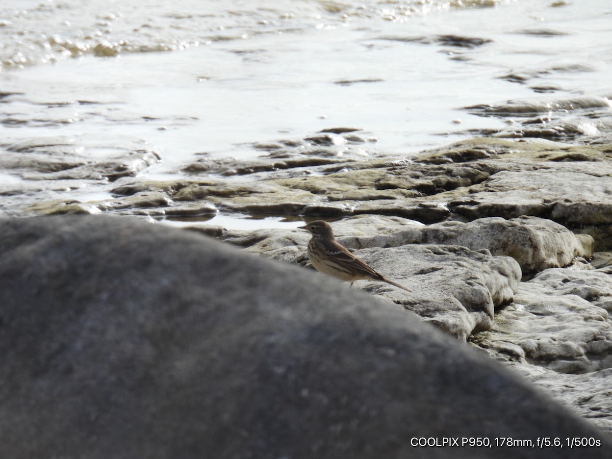 American Pipit - ML643514735