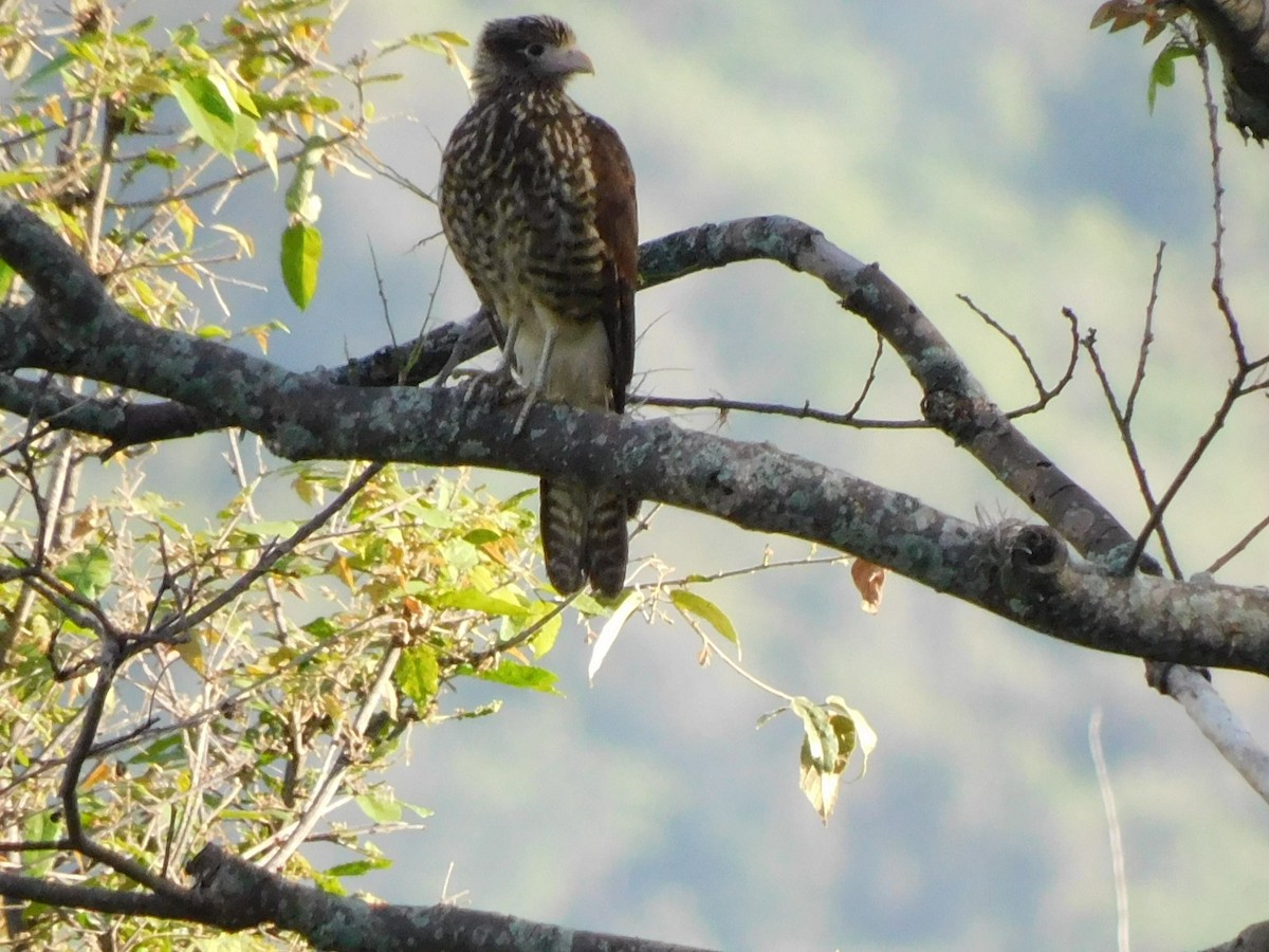 Yellow-headed Caracara - ML643514749