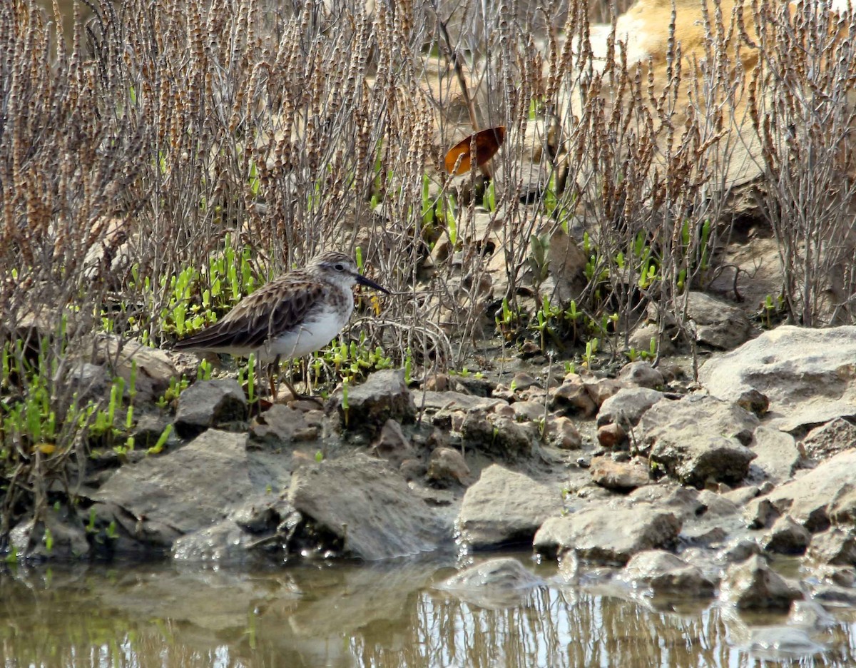 pygmésnipe - ML643514751