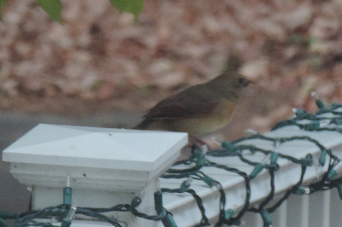 Northern Cardinal - ML643514757