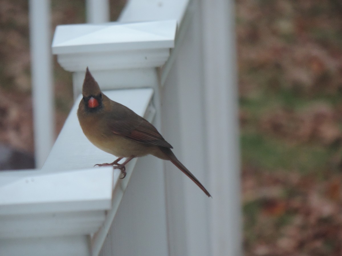 Northern Cardinal - ML643514758