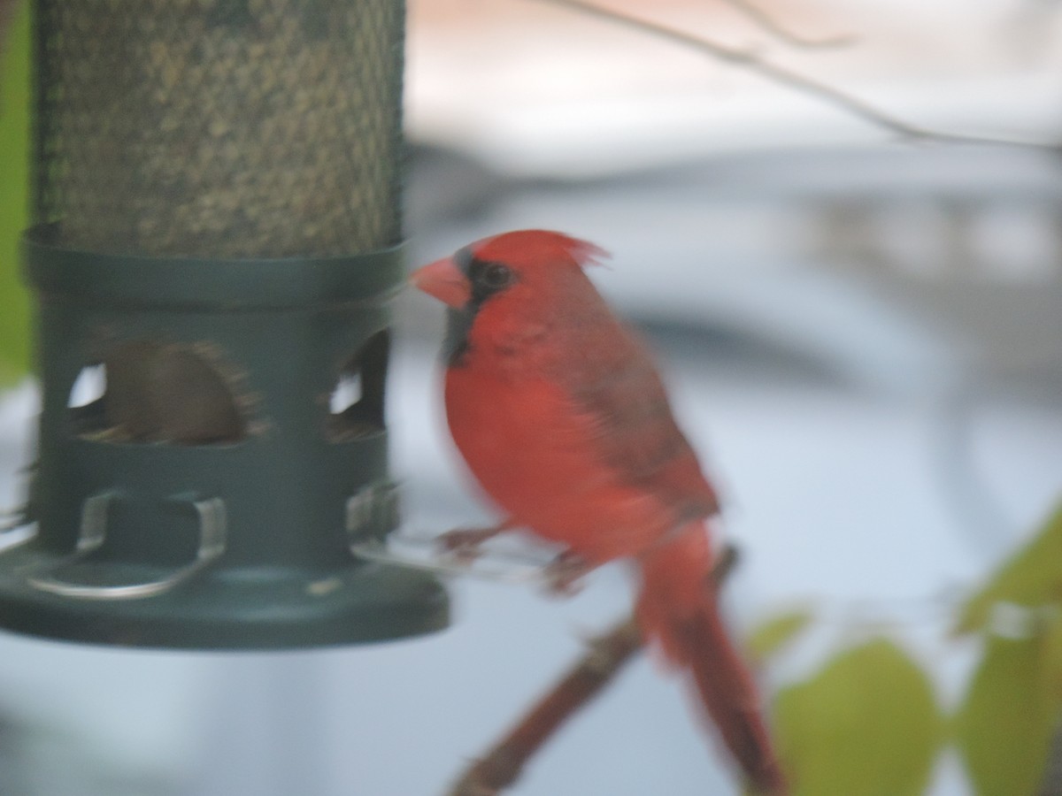 Northern Cardinal - ML643514759