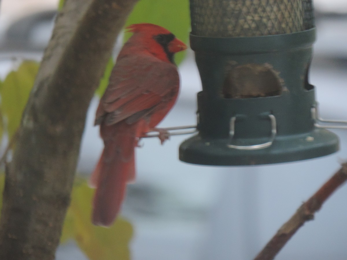 Northern Cardinal - ML643514760