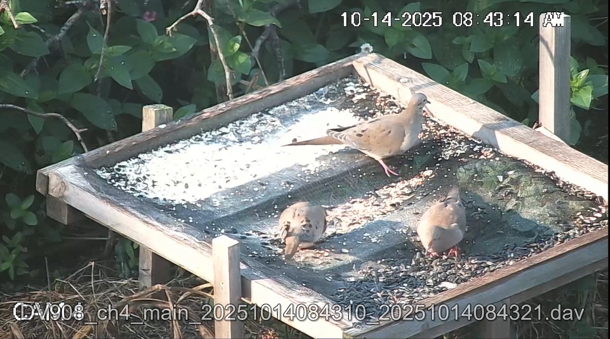 Mourning Dove - ML643514775