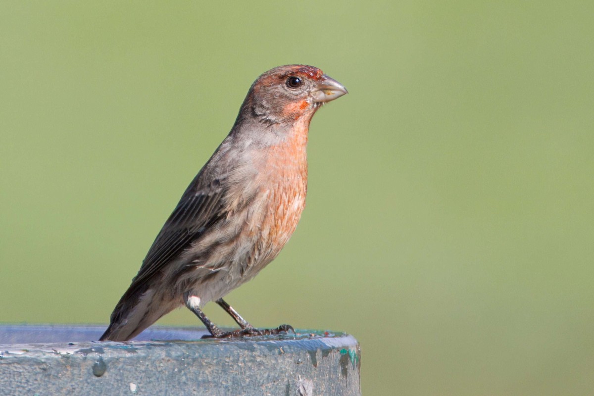 House Finch - ML643514782