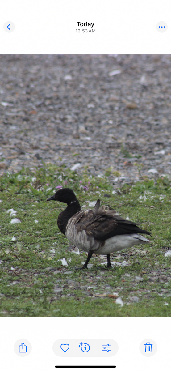 berneška tmavá - ML643514788