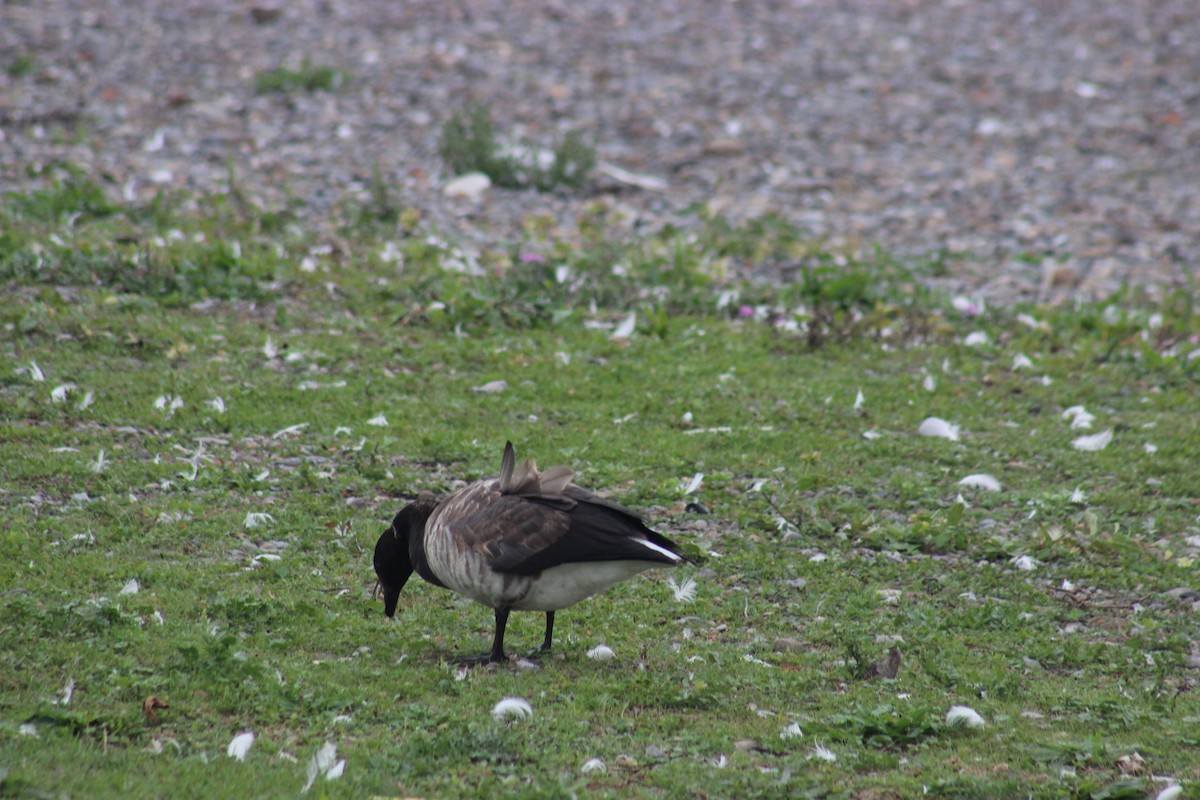 berneška tmavá - ML643514789