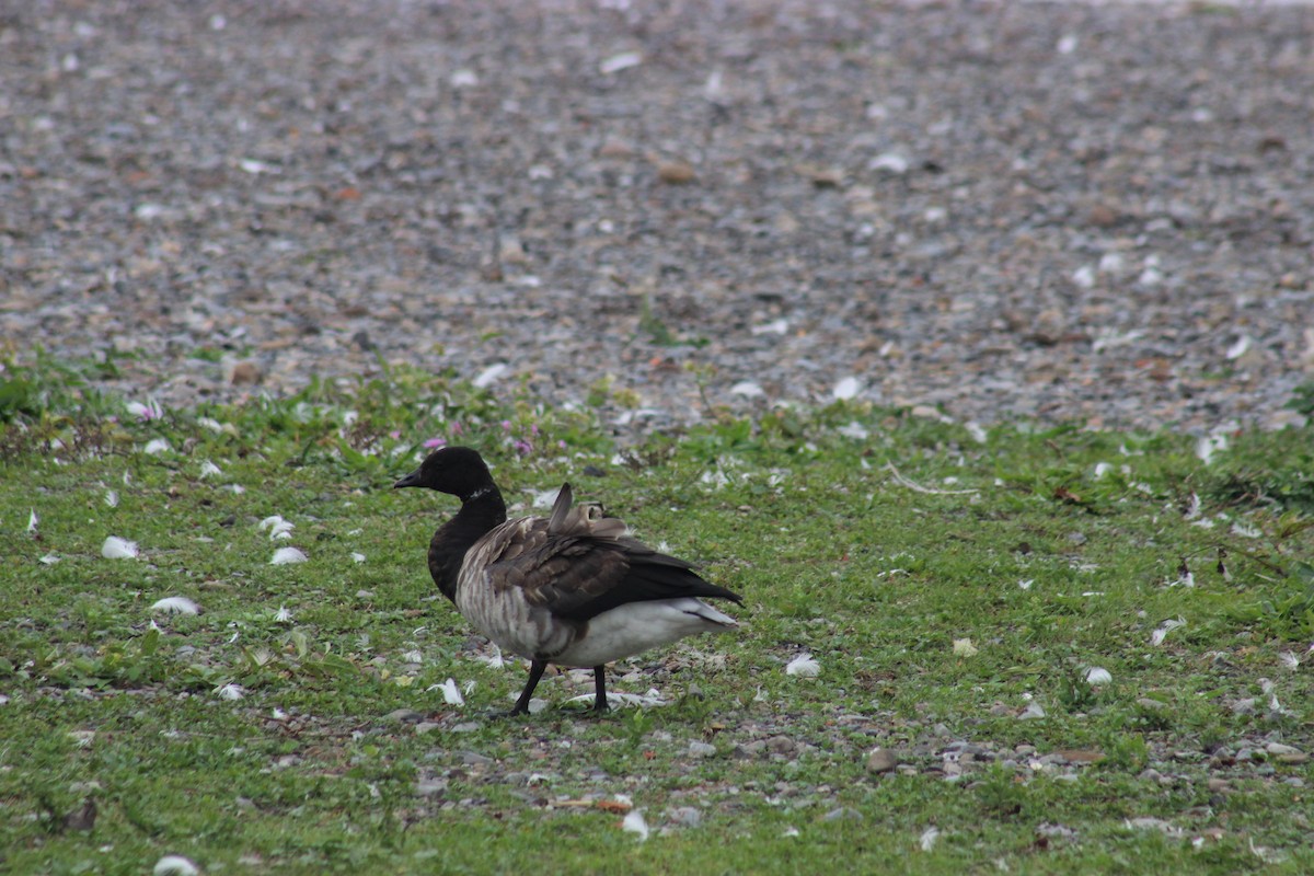 berneška tmavá - ML643514790