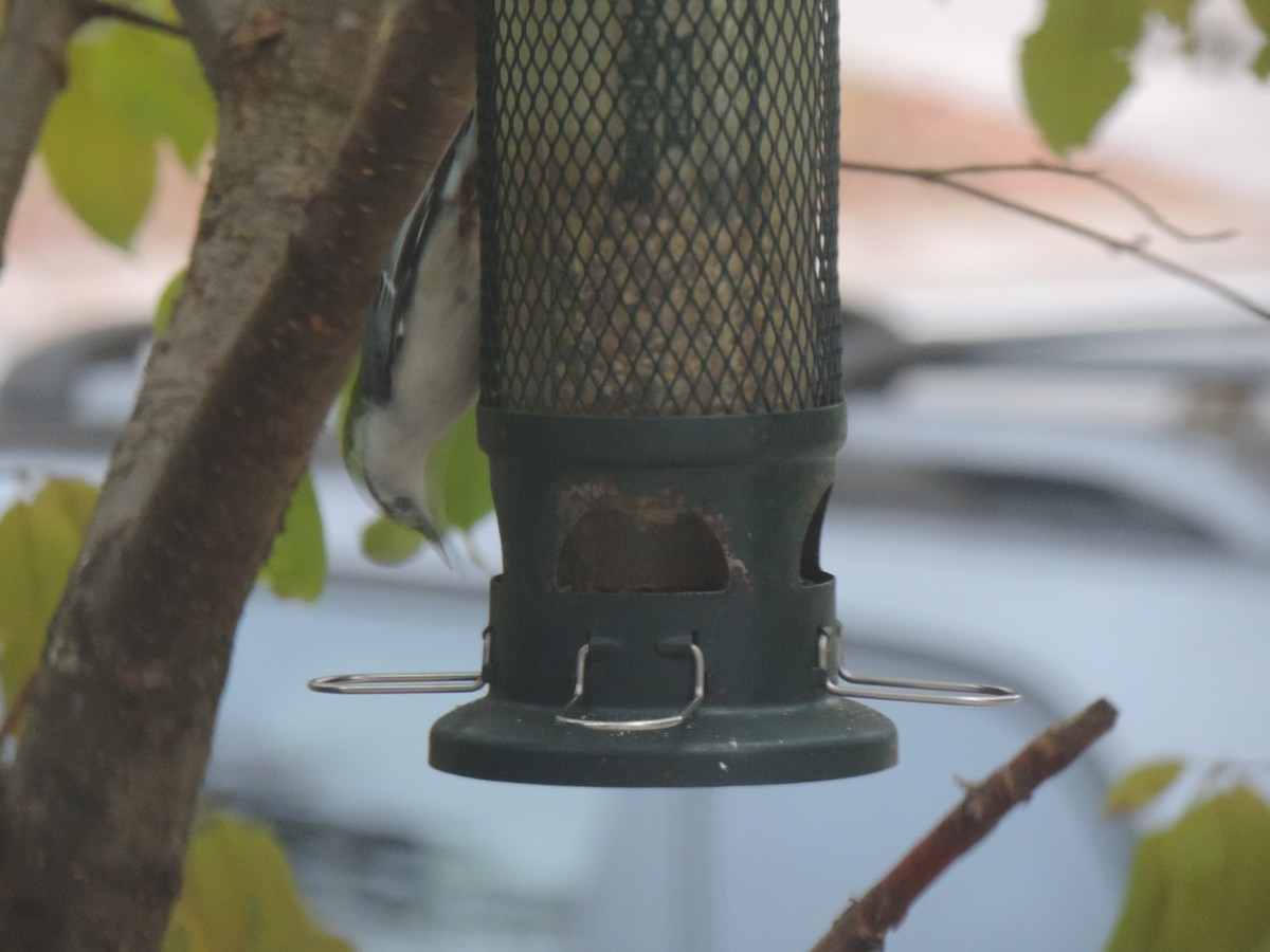 White-breasted Nuthatch - ML643514794