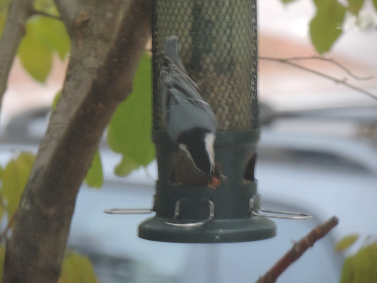 White-breasted Nuthatch - ML643514796
