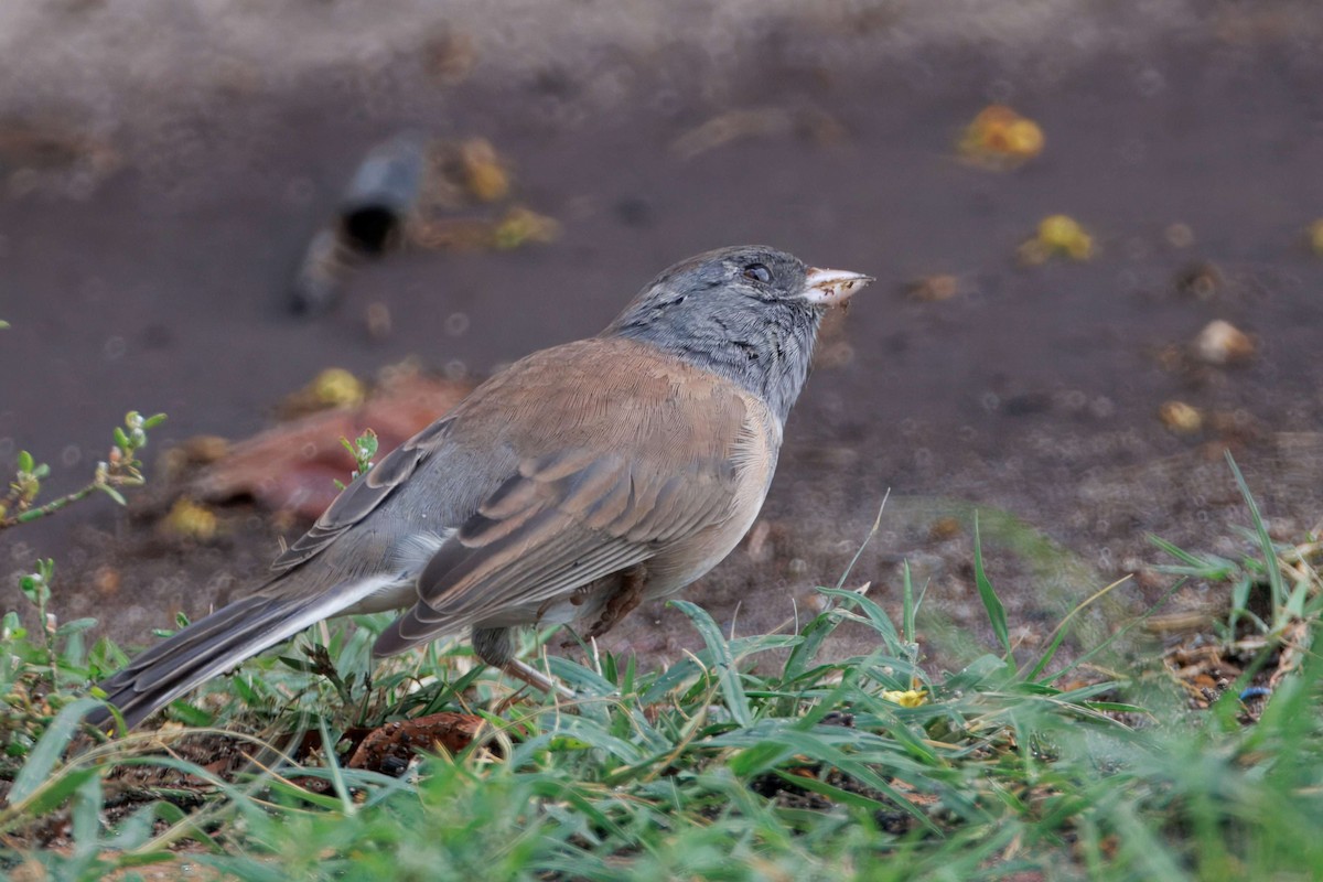 strnadec zimní [skupina oreganus] - ML643514807