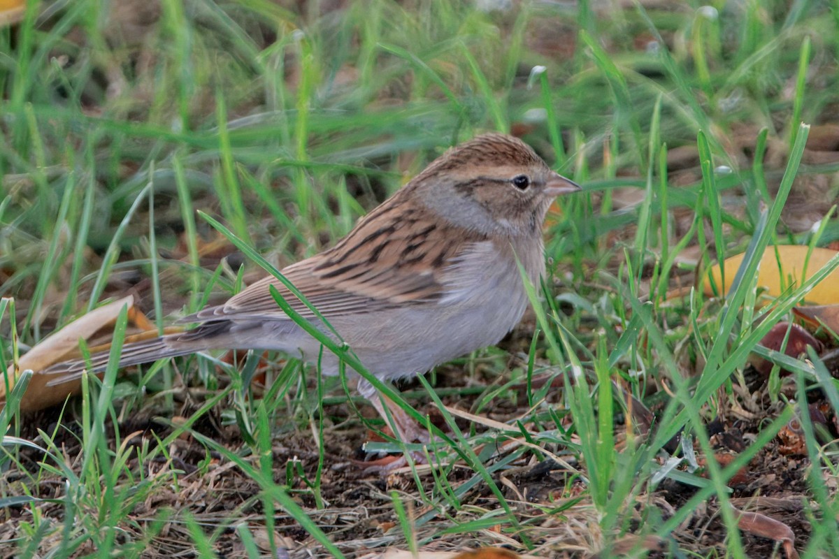 Chipping Sparrow - ML643514808