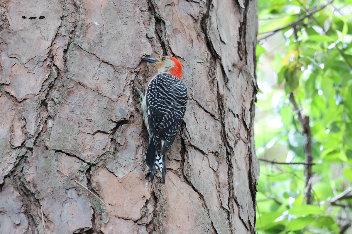 Red-bellied Woodpecker - ML643514809