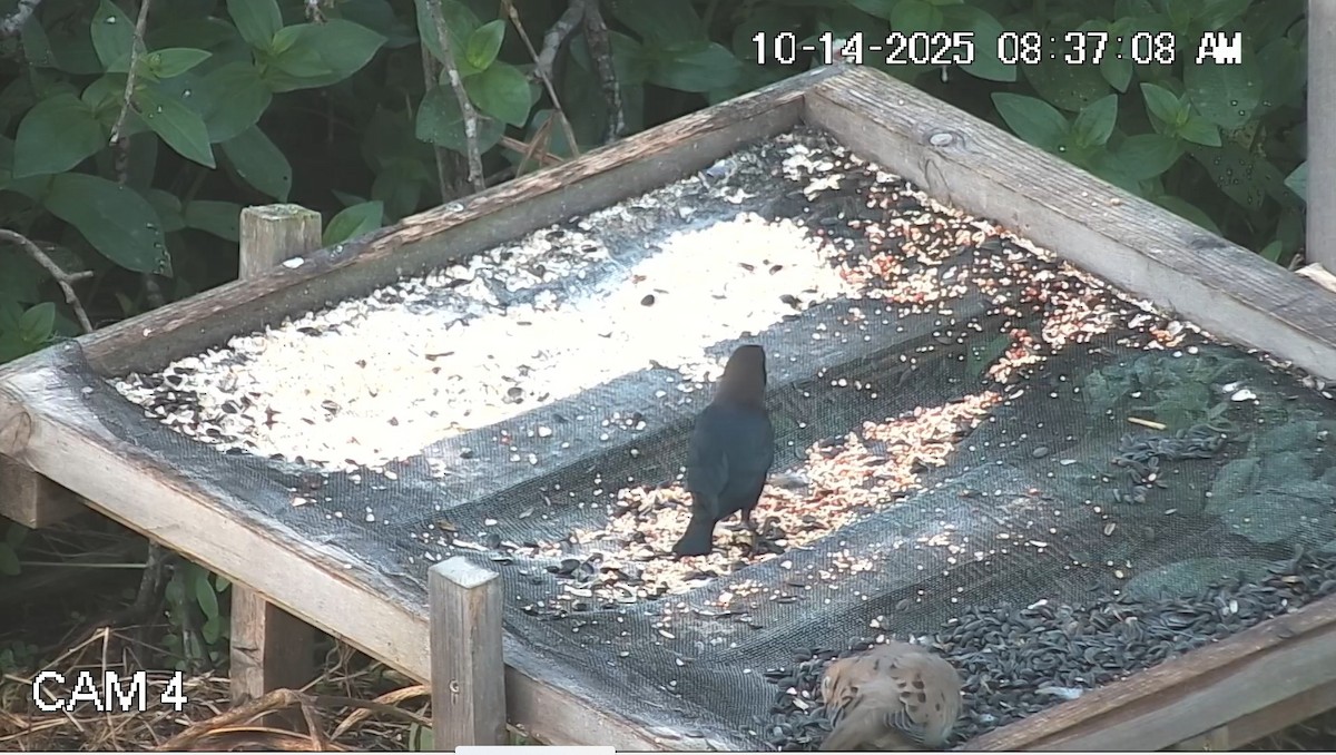 Brown-headed Cowbird - ML643514816