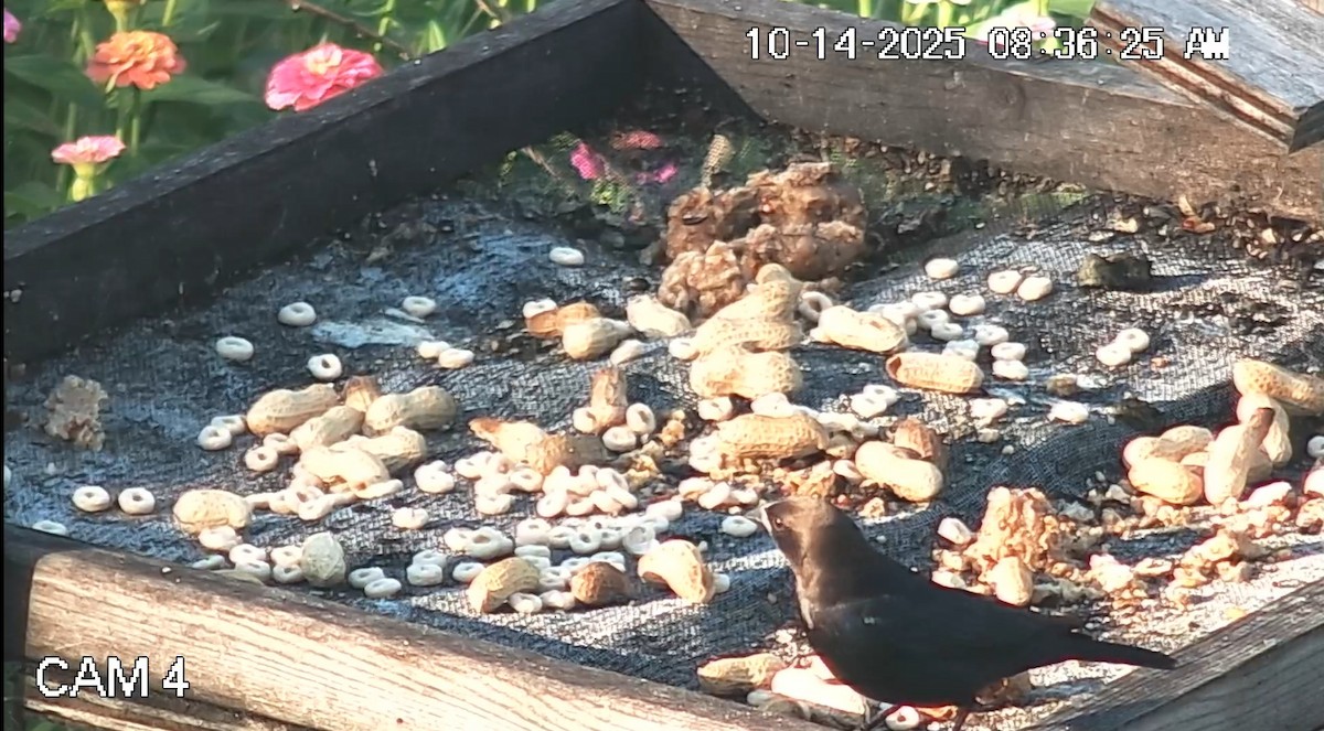 Brown-headed Cowbird - ML643514817