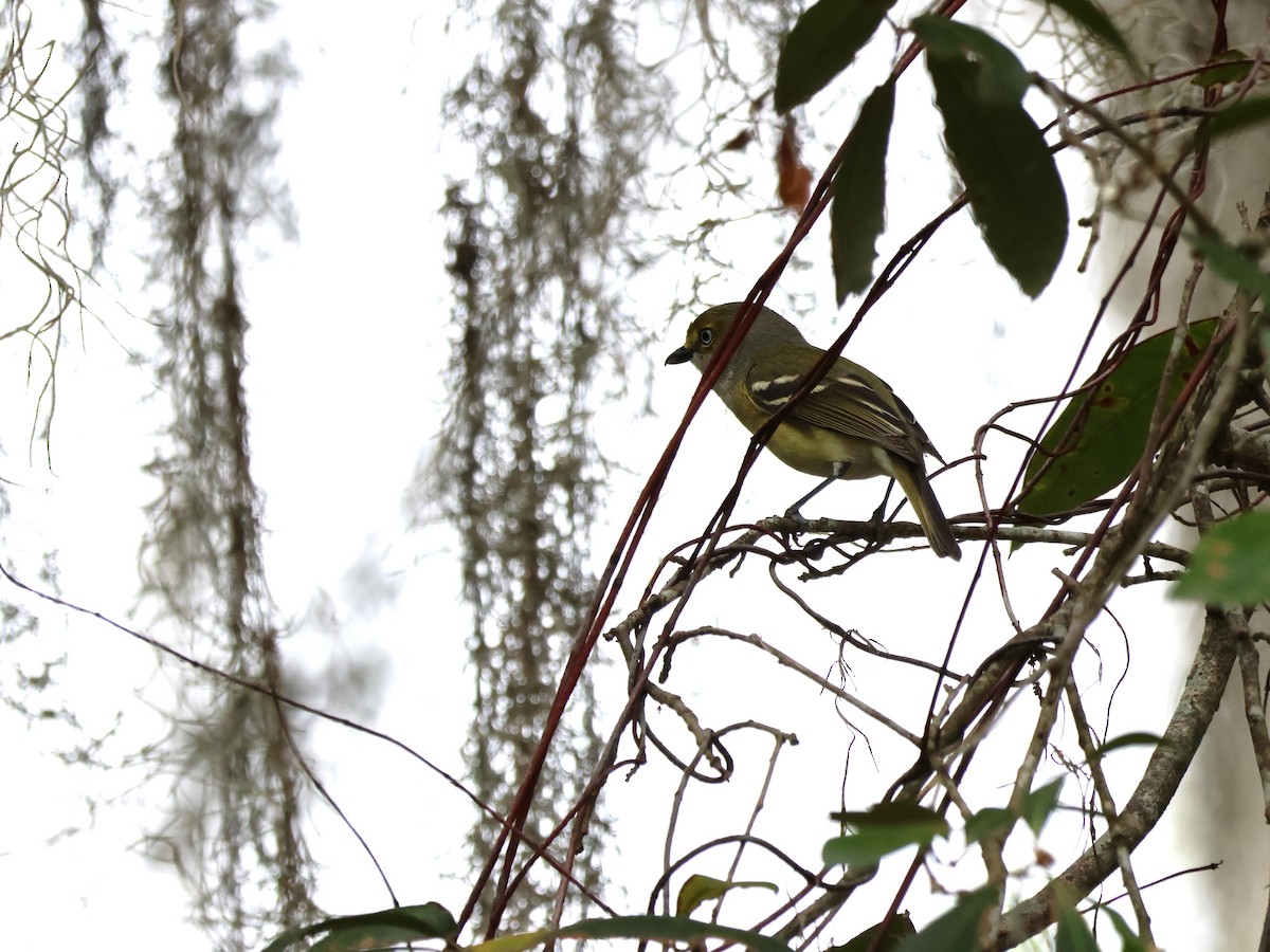 Vireo Ojiblanco - ML643514818