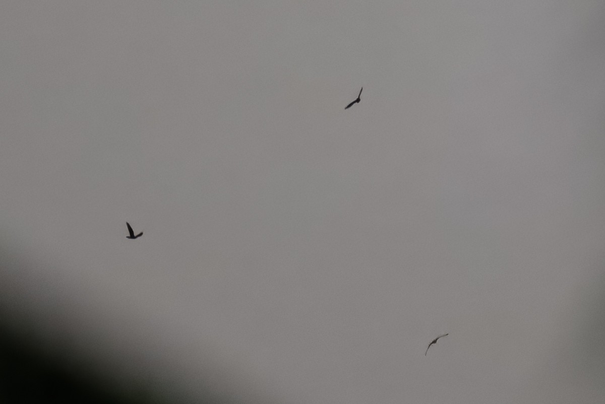 Nacunda Nighthawk - ML643514821