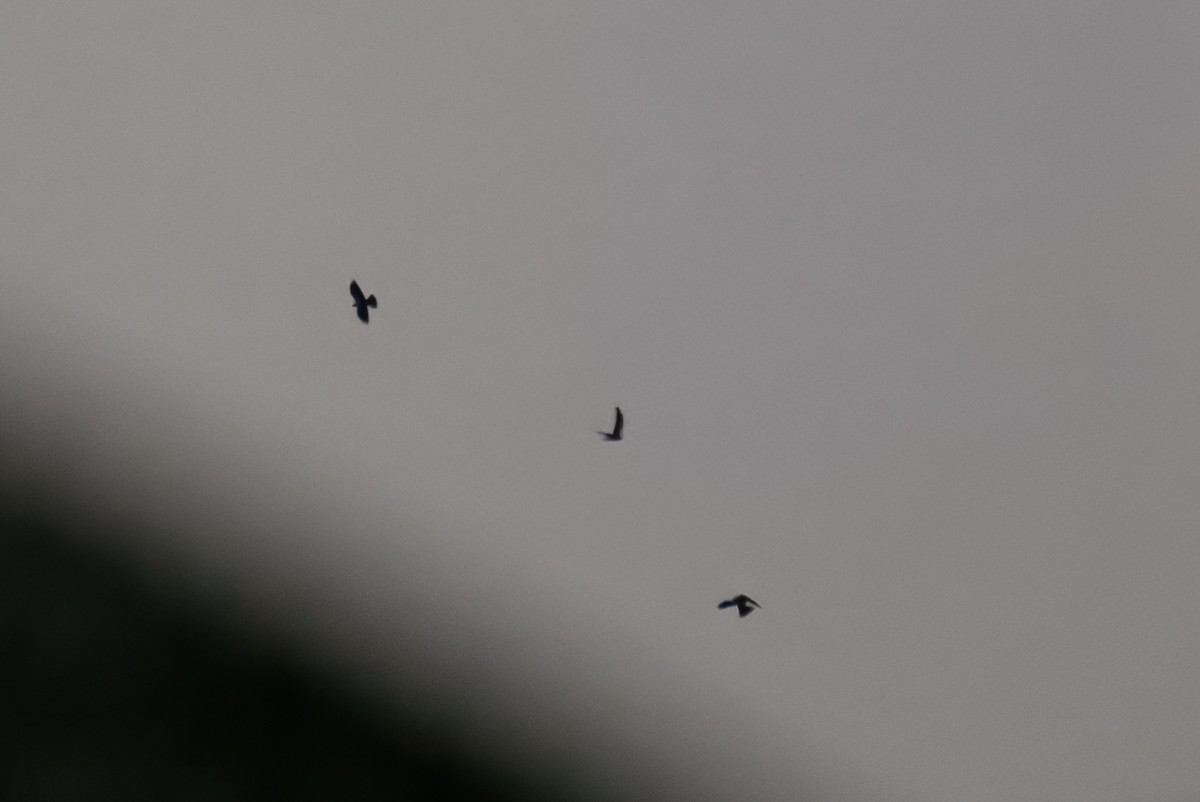 Nacunda Nighthawk - ML643514822