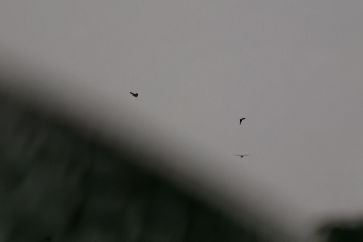 Nacunda Nighthawk - ML643514823