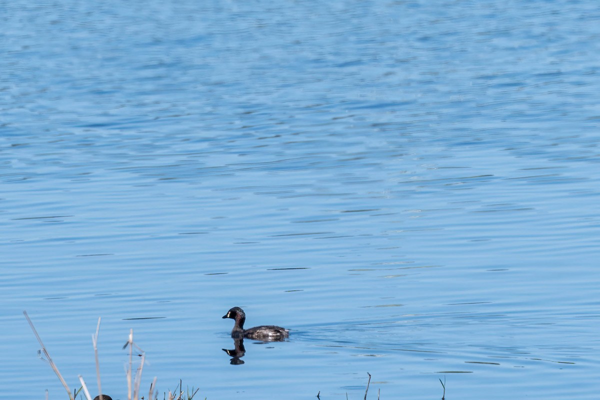 Australasian Grebe - ML643514829