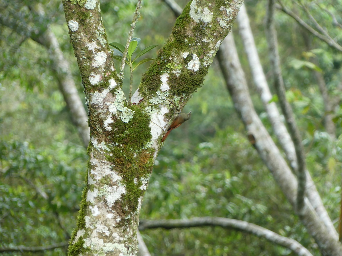 Olivaceous Woodcreeper - ML643514830