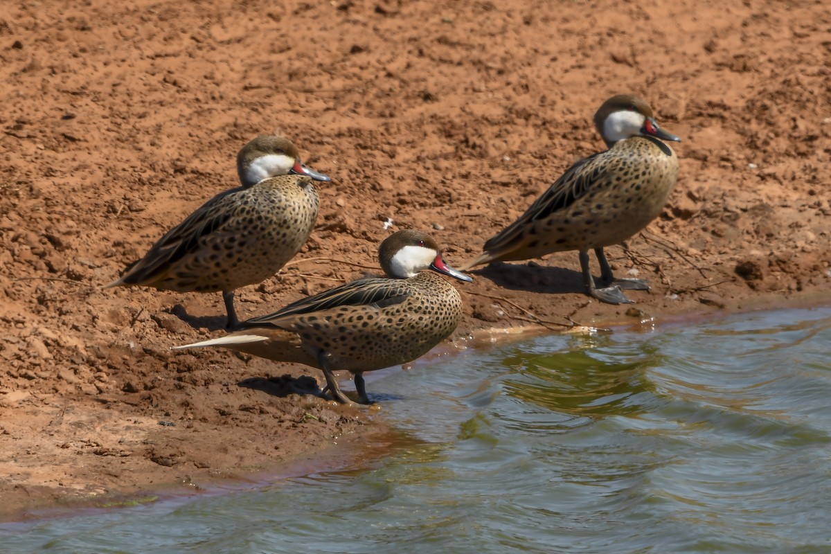White-cheeked Pintail - ML643514859
