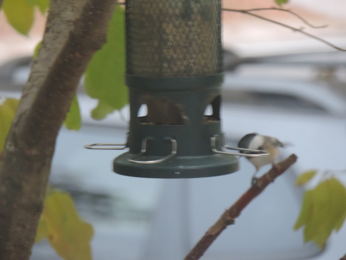 Black-capped Chickadee - ML643514860