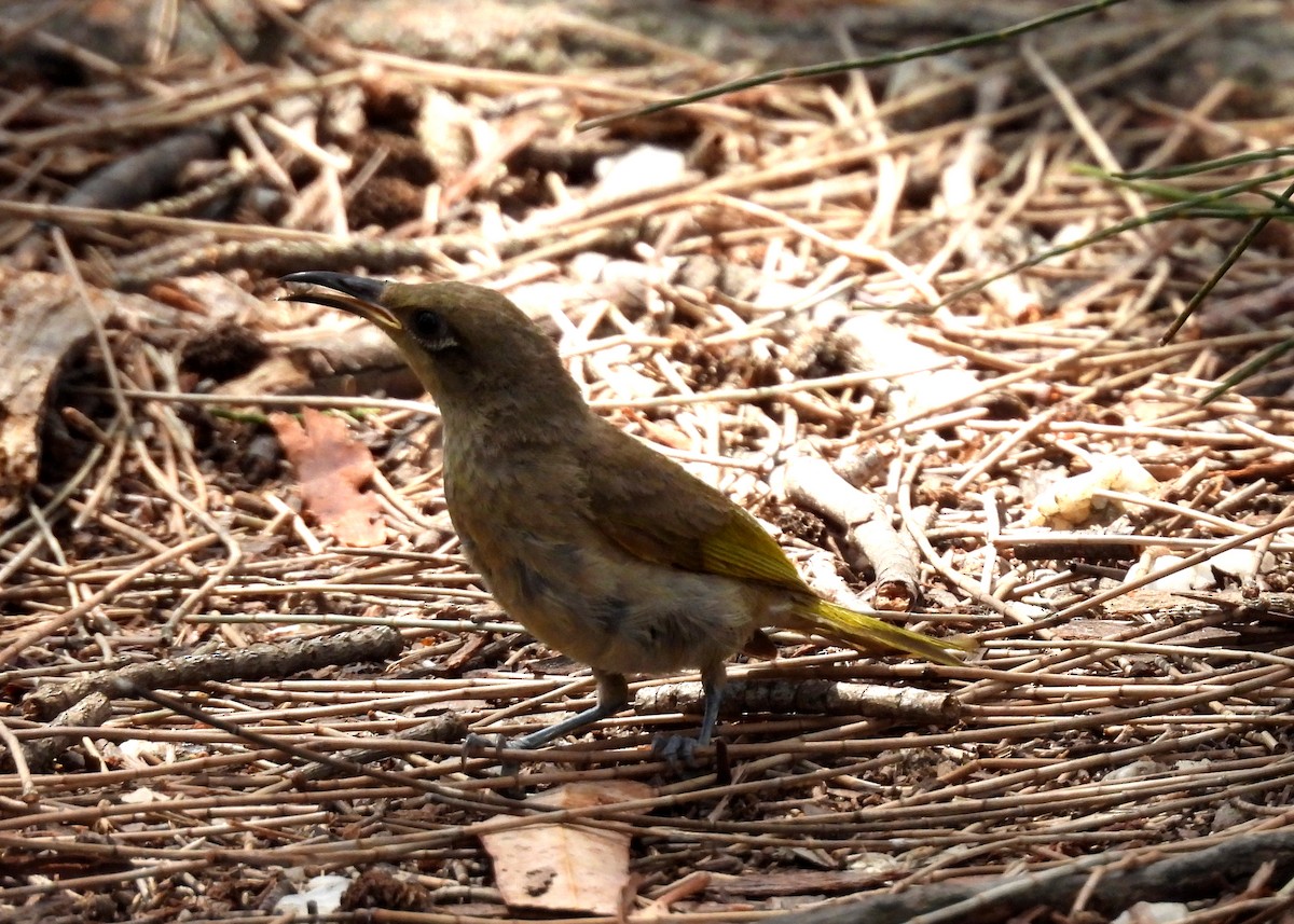 Brown Honeyeater - ML643514861