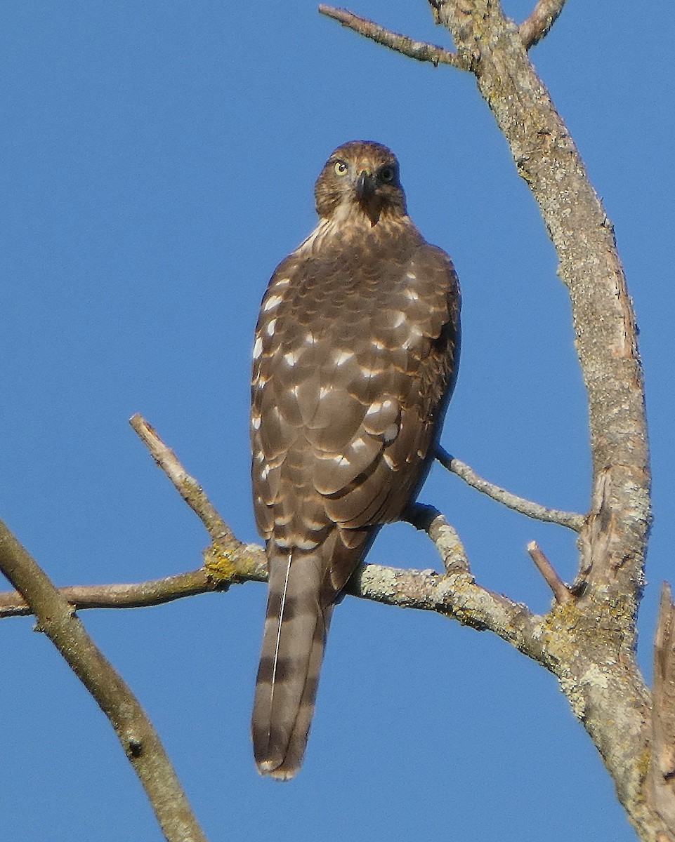 Cooper's Hawk - ML643514866