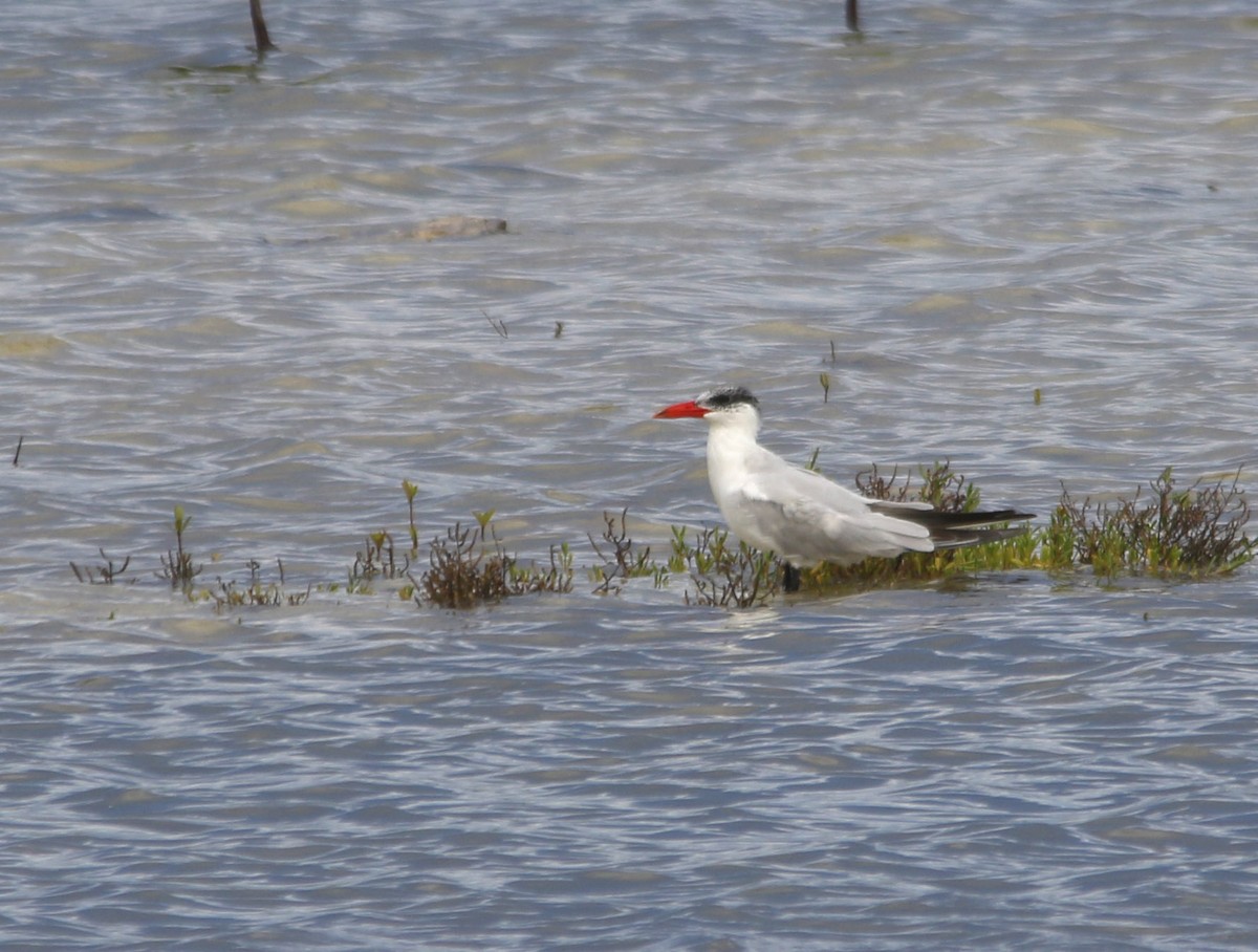 Caspian Tern - ML643514870