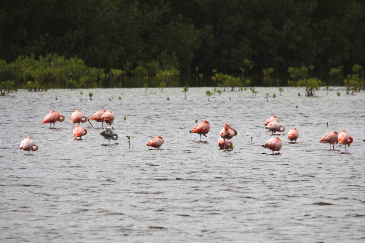 American Flamingo - ML643514887