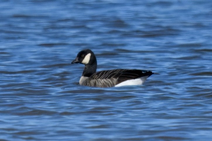 Branta kanadar txikia - ML643514892
