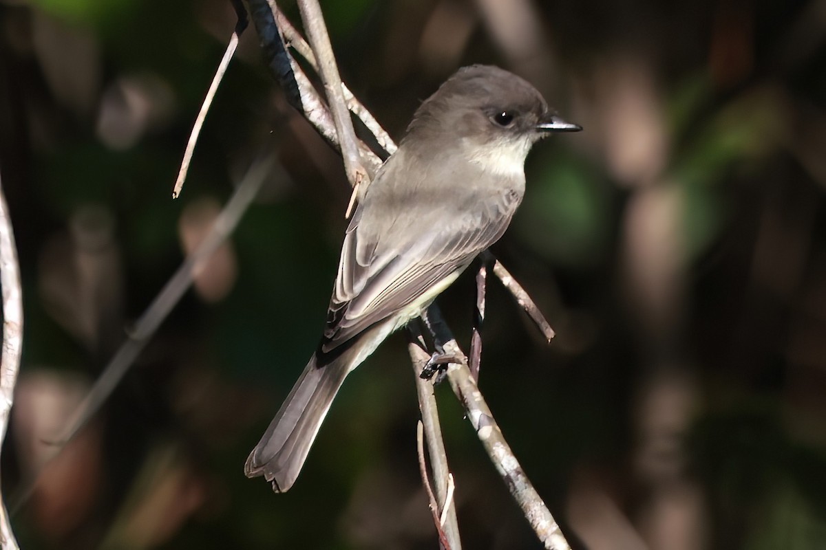 Eastern Phoebe - ML643514913