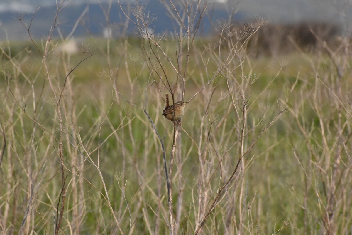 Grass Wren - ML643514932