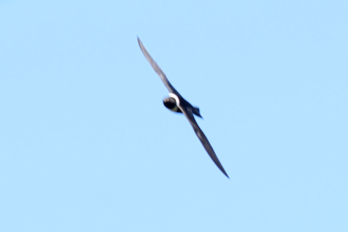 White-collared Swift - ML643514939