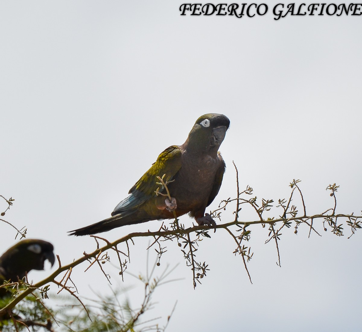 Burrowing Parakeet - ML643514941