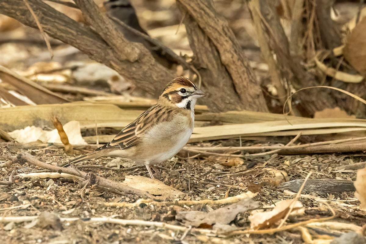 Lark Sparrow - ML643514942