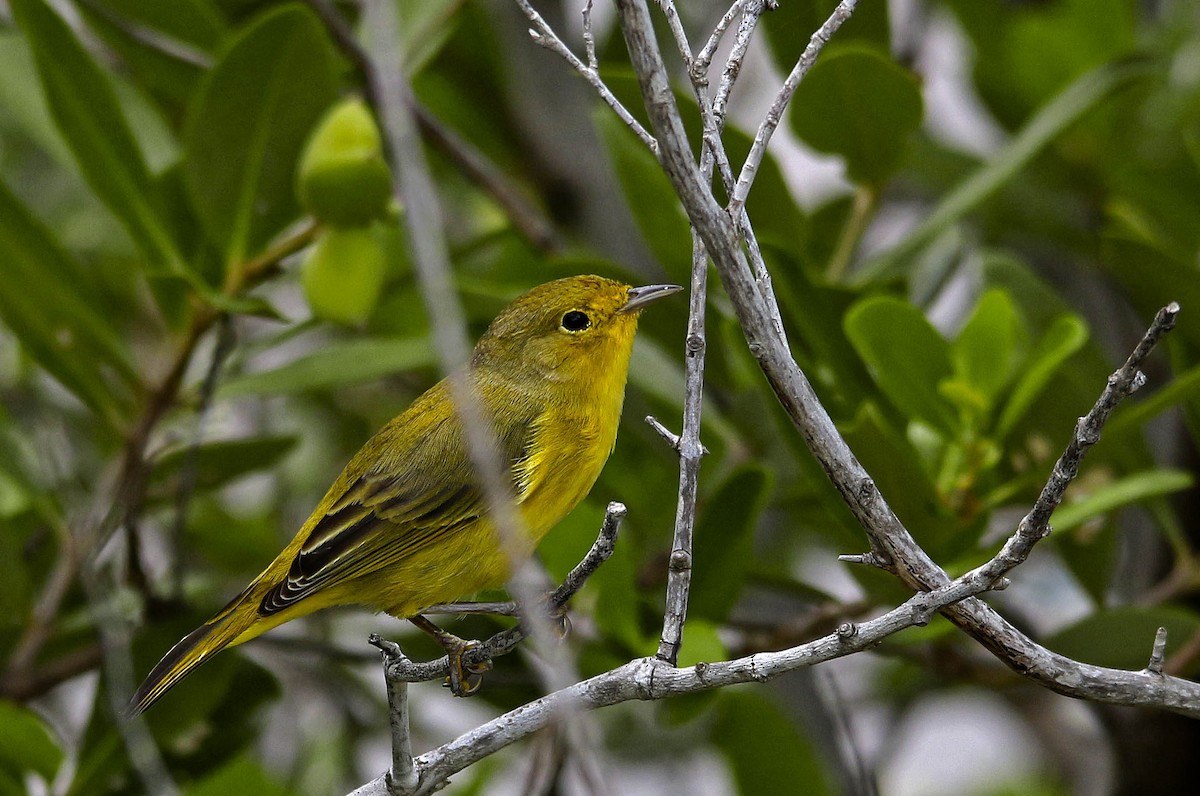 Yellow Warbler - ML643514946