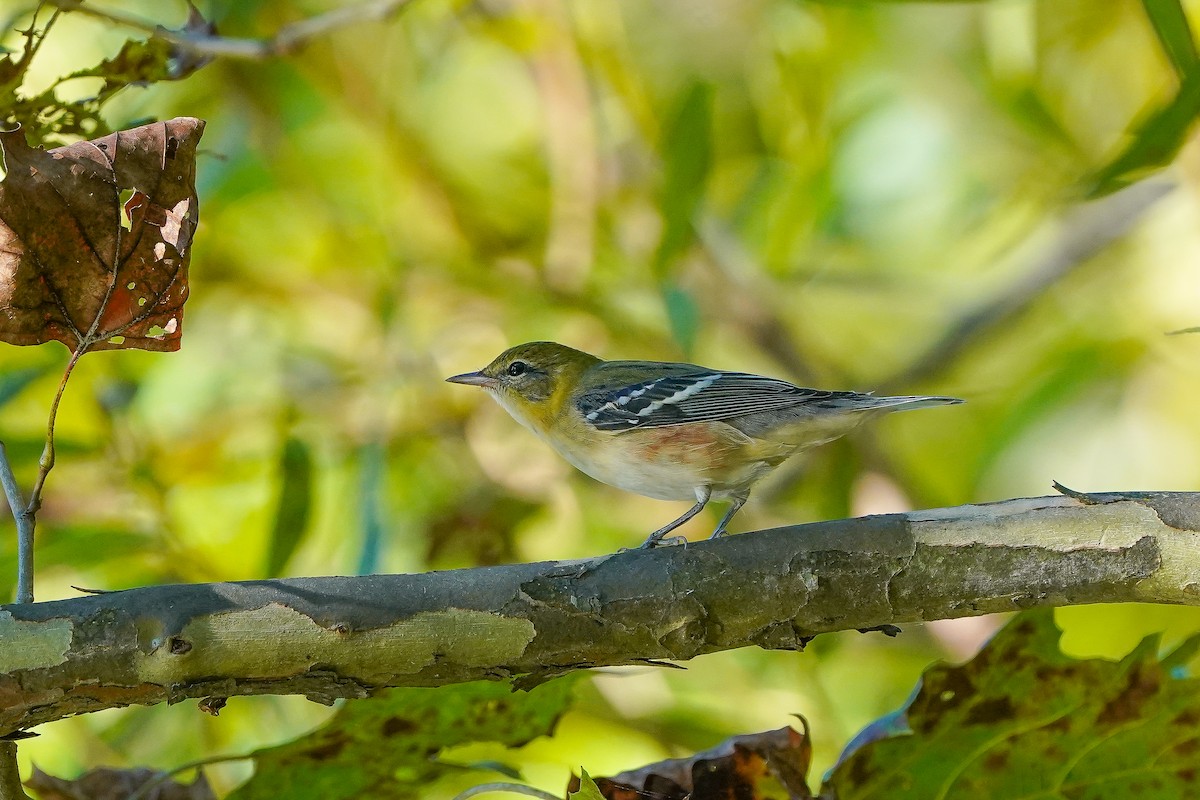 Bay-breasted Warbler - ML643514953