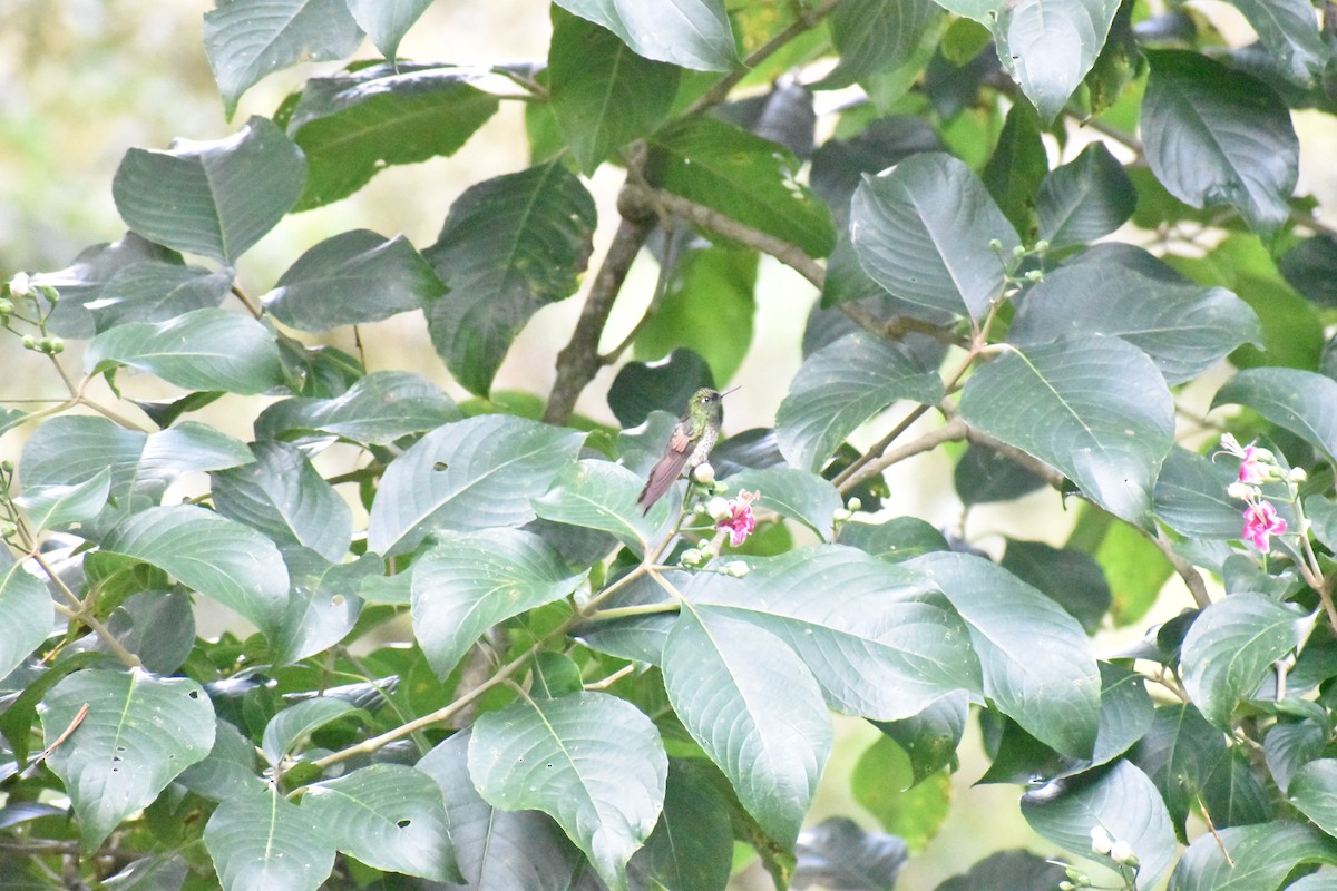 フチオハチドリ - ML643514967